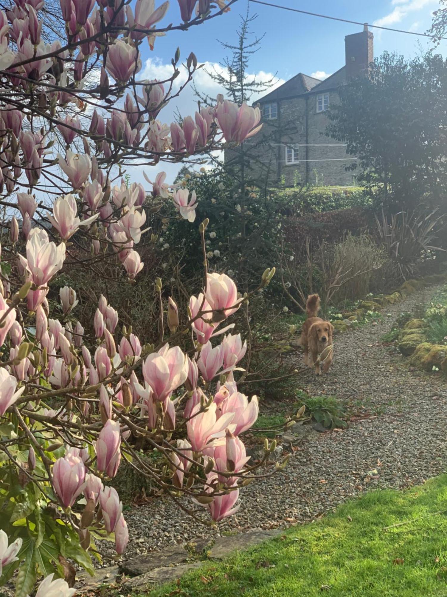 Maristow Cottages, Overlook Tamar Valley Dartmoor 플리머스 외부 사진
